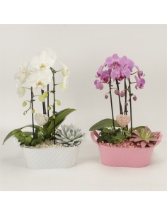 ORCHID CASCADE 1T MIX M9