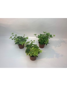 Hedera Helix Mix M8.5 | Plantas Trepadoras de Interior y Exterior Resistentes - Endanea Garden