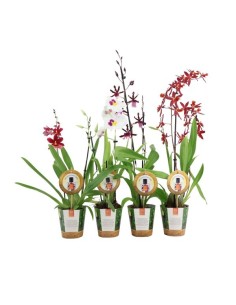 OCHID 2T MIX DE LUXE M12