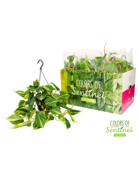 PHILODENDRON SCAN BRASIL HANGING M15