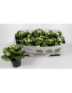 Kalanchoe Bloss Favorita Acheron  Planta decorativa resistente con flores vibrantes

