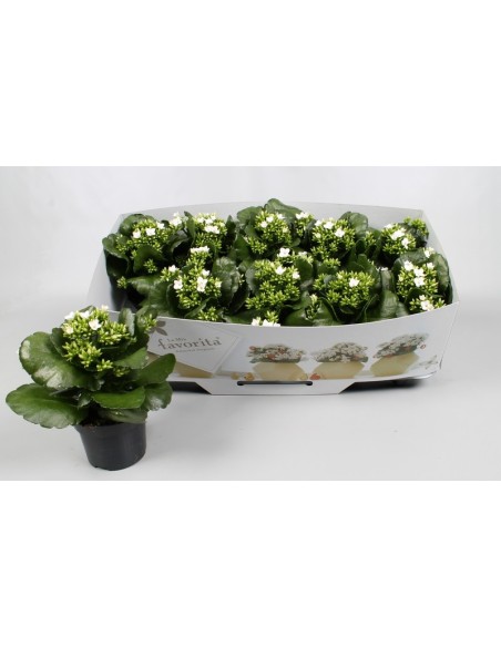 Kalanchoe Bloss Favorita Acheron  Planta decorativa resistente con flores vibrantes


