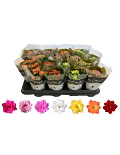 Kalanchoe Mix: Suculentas de Colores Vibrantes y Fácil Cuidado | Endanea Garden

