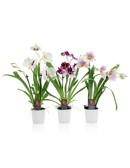 Miltonias | Orquídeas Tropicales de Interior con Flores Vibrantes y Fácil Cuidado