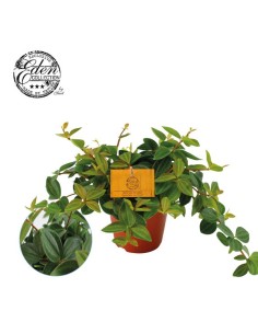 Peperomia Angulata 'Rocca Vivace'  Planta de Interior Elegante y Fácil de Cuidar