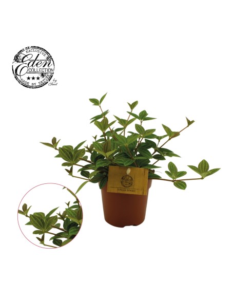 Peperomia Angulata 'Rocca Scuro'  Planta Interior Elegante y Fácil Cuidado | Endanea Garden

