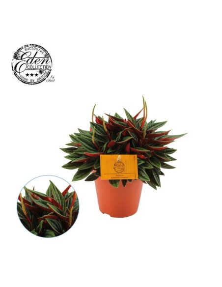 Peperomia Caperata Rosso | Planta de Interior Roja y Aterciopelada - Endanea Garden