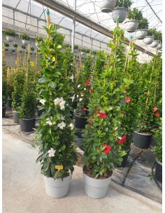 Diplademia Pirámide | Mandevilla Trepadora con Floración Exuberante y Forma Vertical