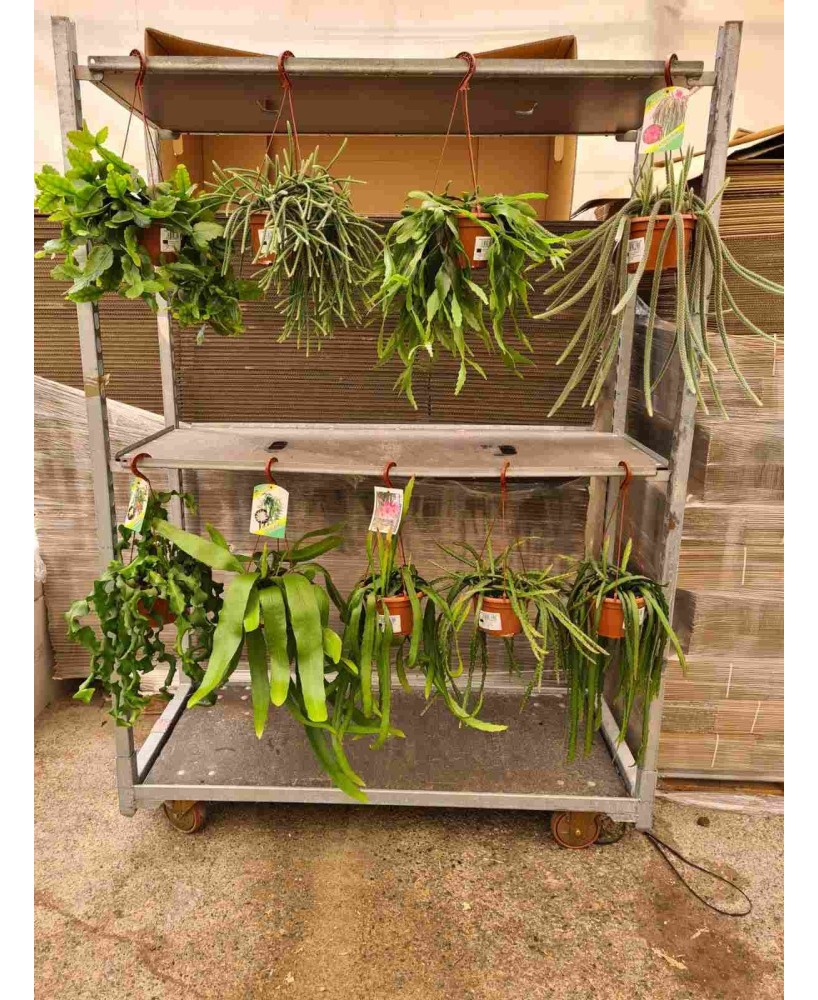 CACTUS COLGANTE M20