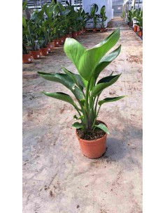 STRELITZIA NICOLAI M20