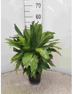 CARYOTA MITIS
