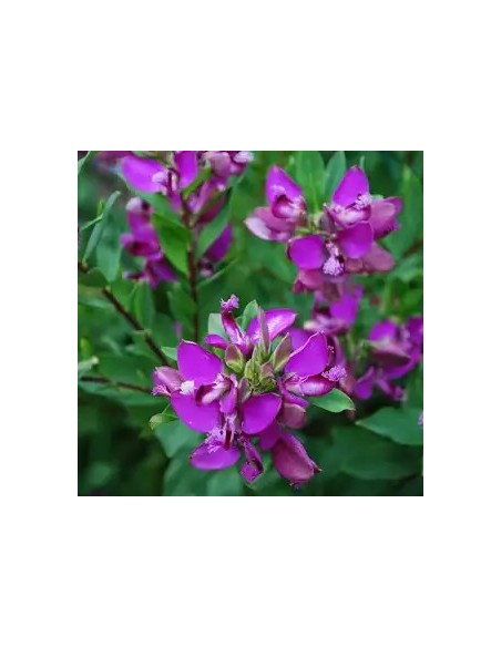 POLYGALA