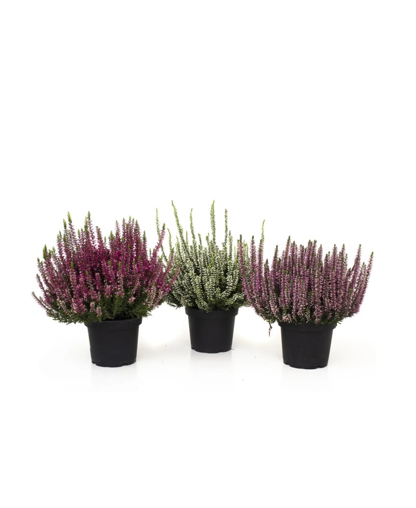 CALLUNA VULGARIS PAINTED M11