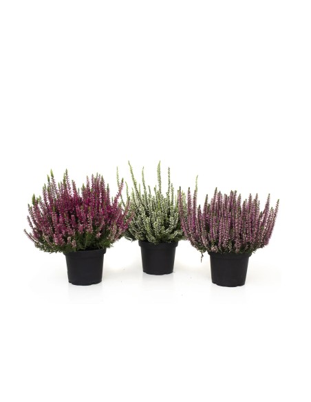 CALLUNA W