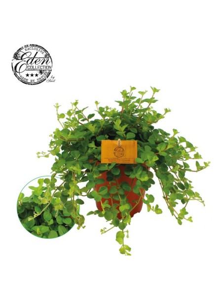 Peperomia Rotundifolia  Planta Colgante Fácil de Cuidar | Endanea Garden

