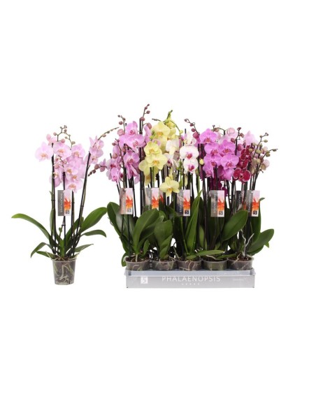 Phalaenopsis Orquídeas Mariposa  Flores Elegantes y Fácil Cuidado | Endanea Garden

