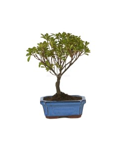 Bonsái Rhododendron Indicum 7 años (Azalea Satsuki) | Flores Vibrantes | Endanea Garden

