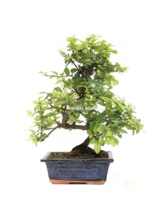 Bonsai Sageretia Theezans Mistral 6 años  Elegancia natural y fácil cuidado