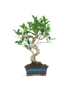 BONSAI 5 AÑOS FICUS RETUSA MISTRAL