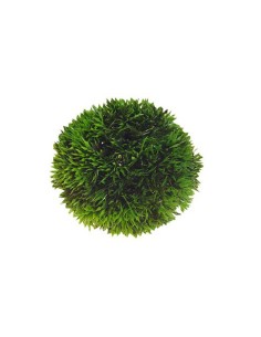 PLANTA SALVACRIA REDONDA 9 CM