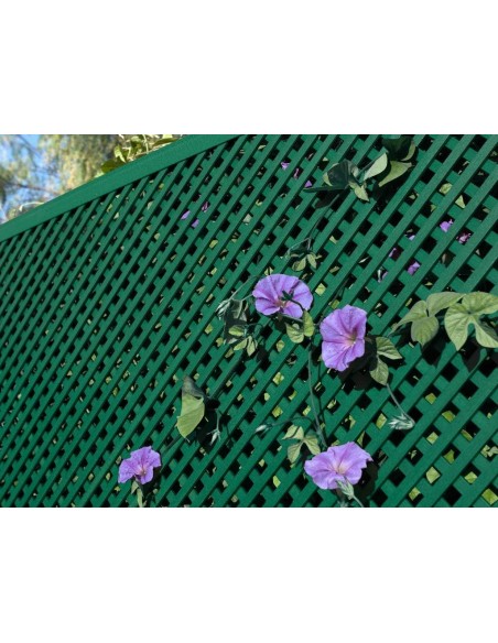 CELOSIA LOP 1X2 M VERDE