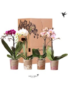 Phalaenopsis Multi Kolibri - Orquídea Exótica Fácil Cuidado | Endanea Garden


