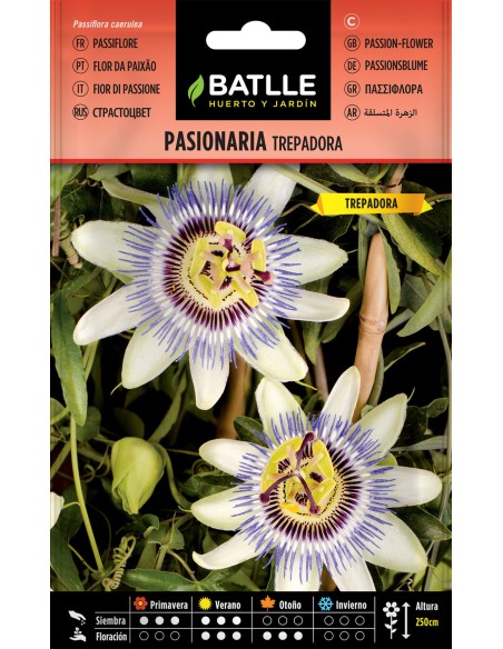 SEMILLA PASIONARIA TREPADORA BATLLE