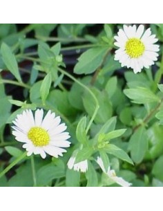 Erigeron Karvinskianus Proguision - Margarita Mexicana resistente y floración continua | Endanea Garden

