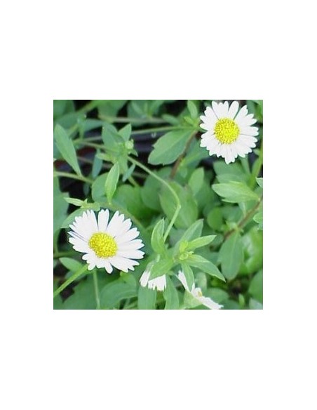 Erigeron Karvinskianus Proguision - Margarita Mexicana resistente y floración continua | Endanea Garden