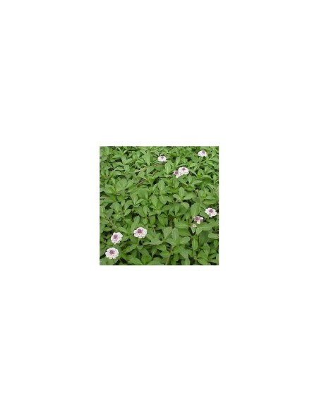 Phyla Nodiflora  Planta Resistente y Versátil para Interiores y Exteriores | Endanea Garden