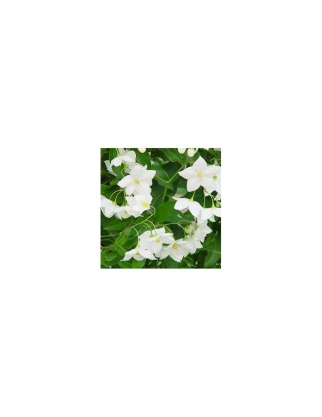 Solanum jasminoides | Planta Trepadora con Floración Abundante | Endanea Garden