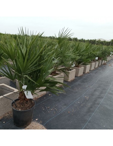 Chamaerops Humilis 15L  Palmera Resistente y Fácil de Mantener para Jardines y Terrazas