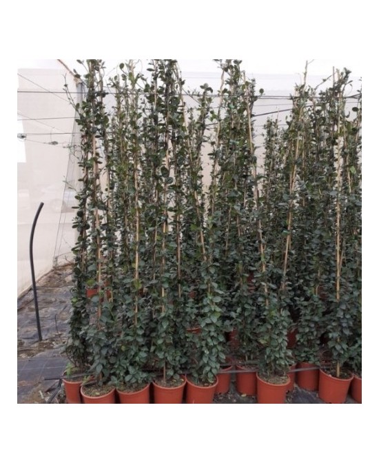 Trachelospermum Jasminoides 5L 150-200 cm con Tutor  Planta Trepadora Aromática

