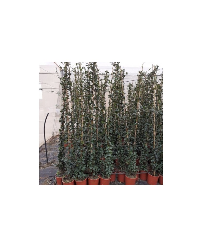 Trachelospermum Jasminoides 5L 150-200 cm con Tutor  Planta Trepadora Aromática

