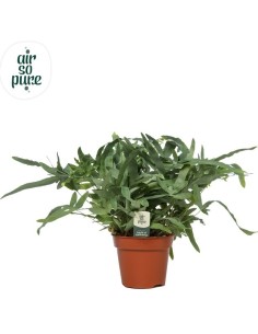 Phlebodium 'Blue Star' | Helecho Azul Elegante para Interior - Endanea Garden

