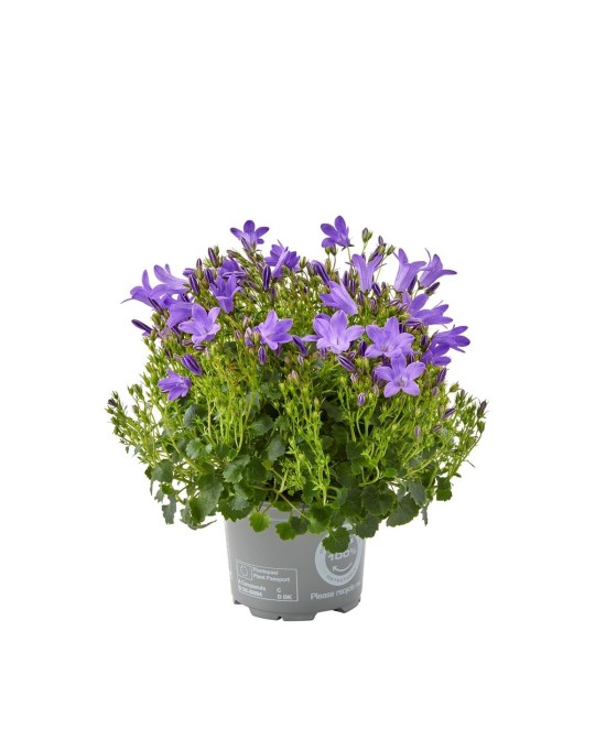 Campanula - Planta Ornamental con Flores en Azul, Violeta y Blanco para Jardines

