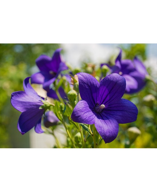 Campanula - Planta Ornamental con Flores en Azul, Violeta y Blanco para Jardines

