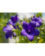 Campanula - Planta Ornamental con Flores en Azul, Violeta y Blanco para Jardines

