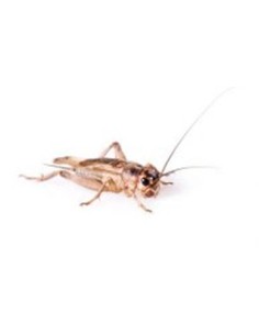 TARRINA DE MICRO-GRILLOS <1CM