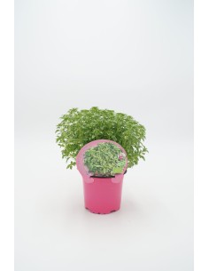 Albahaca Hoja Pequeña  Aroma Intenso y Sabor Fresco para Cocina | Endanea Garden

