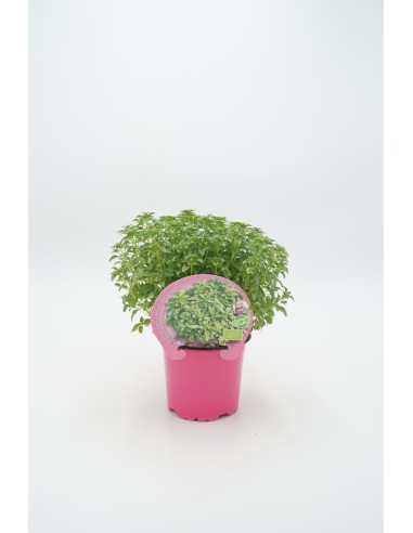 Albahaca Hoja Pequeña  Aroma Intenso y Sabor Fresco para Cocina | Endanea Garden

