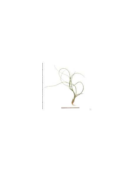 TILLANDSIA BUTZII R