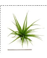 TILLANDSIA BRACHYCAULOS MULTIFLORA L