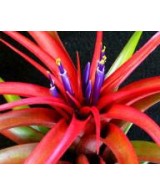 TILLANDSIA BRACHYCAULOS MULTIFLORA L