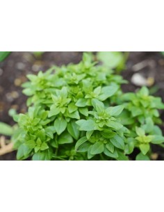 Albahaca Hoja Pequeña  Aroma Intenso y Sabor Fresco para Cocina | Endanea Garden

 2