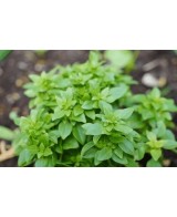 Albahaca Hoja Pequeña  Aroma Intenso y Sabor Fresco para Cocina | Endanea Garden

