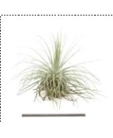 TILLANDSIA MAGNUSIANA L