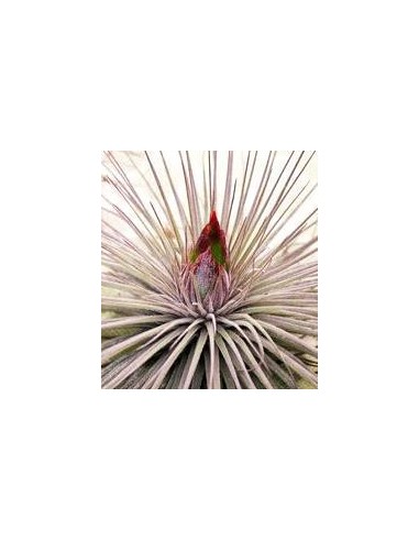 TILLANDSIA MAGNUSIANA L