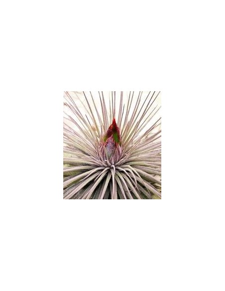 TILLANDSIA MAGNUSIANA L