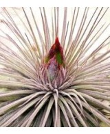 TILLANDSIA MAGNUSIANA L